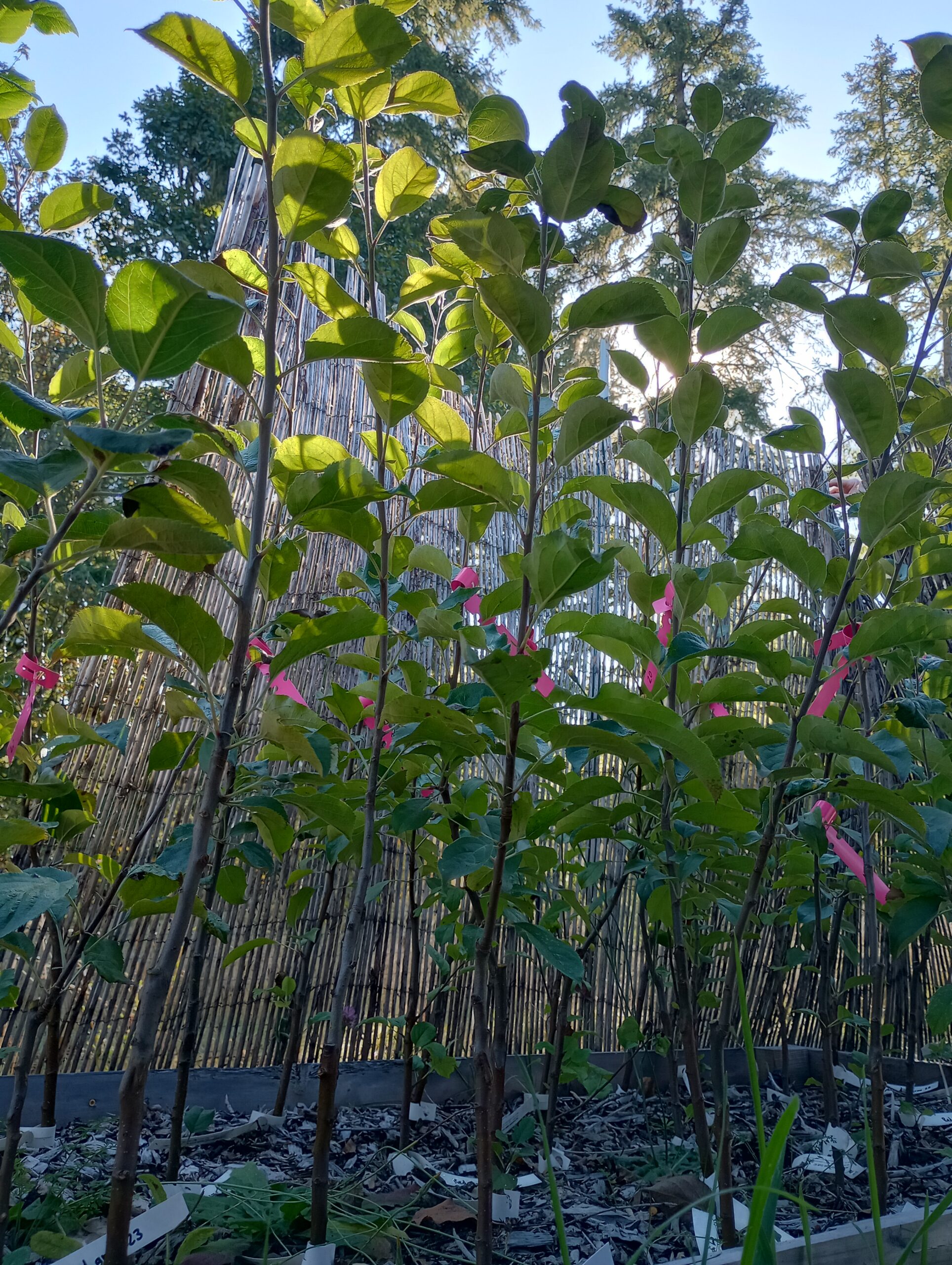 there are not bad more nice apples with structure